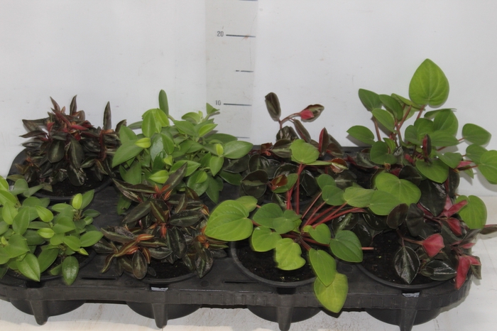 <h4>PEPEROMIA MINI C13 VARIADO</h4>