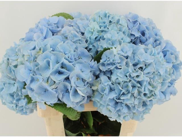 <h4>HYDR M CH CHALLEN BL</h4>