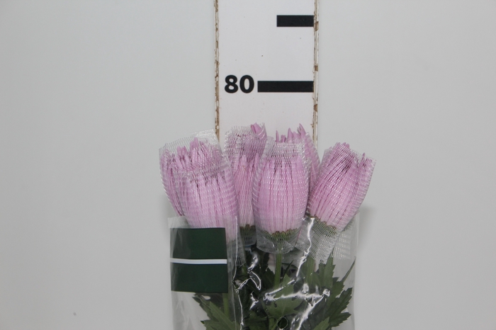 <h4>ANASTASIA CIPRIA 080 CM LILAS</h4>
