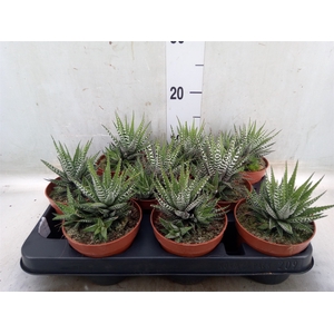 Aloe somaliensis