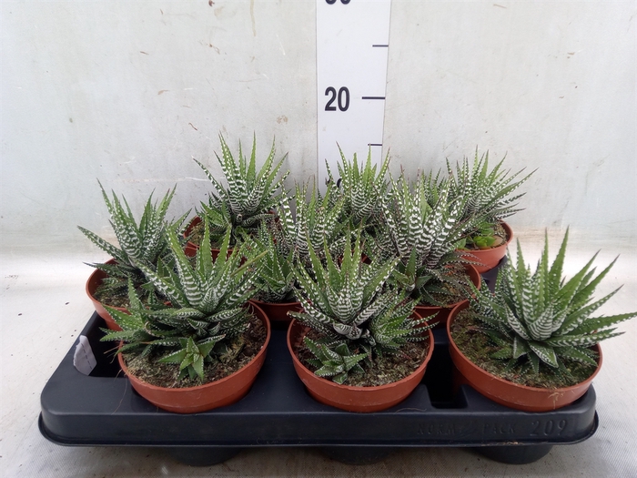 <h4>Aloe somaliensis</h4>