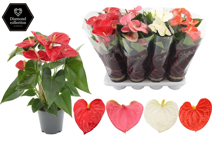 <h4>Anthurium 14 cm 3 color mix - Diamond Hoes</h4>