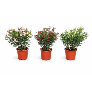 Nerium Oleander struik diverse kleuren
