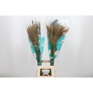 Misc Sin White Cloud