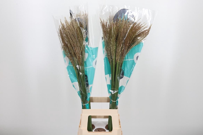 <h4>Misc Sin White Cloud</h4>