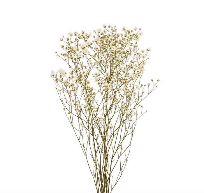 <h4>Dried Limon Diamond White Bunch</h4>