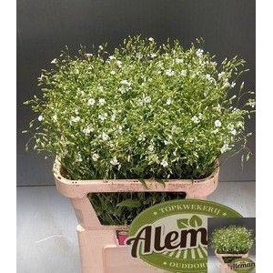 SAPONARIA OV