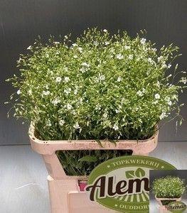 <h4>SAPONARIA OV</h4>