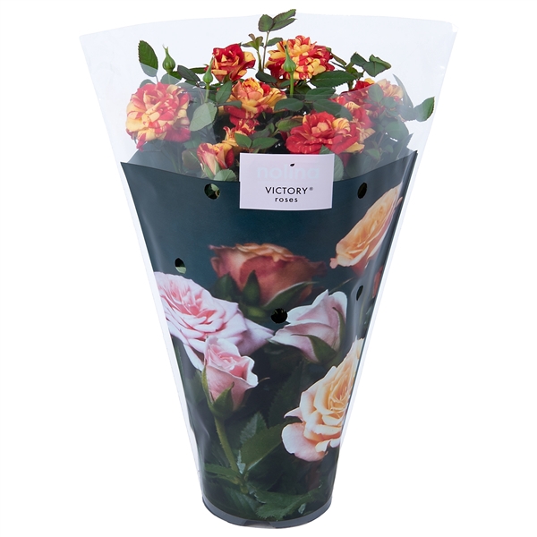 Nolina Roses Ø 10,5 cm. Liss