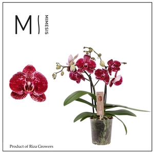 Phalaenopsis Spirit Red 2 spike - 12cm | Mimesis