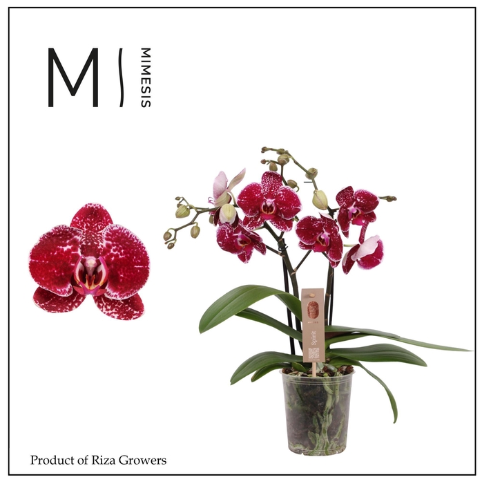 <h4>Phalaenopsis Spirit Red 2 spike - 12cm | Mimesis</h4>