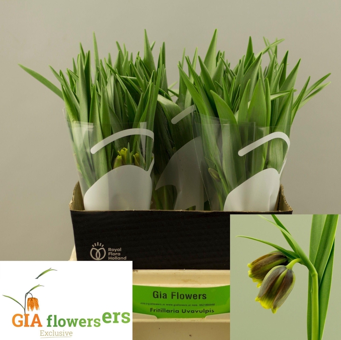 <h4>FRIT UVA-VULPIS</h4>