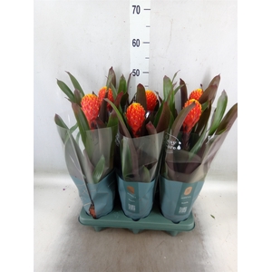 Guzmania  'Tala'