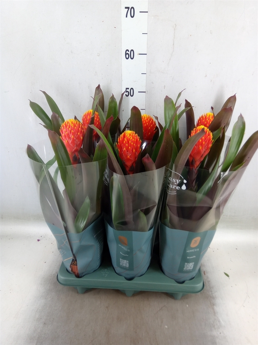 <h4>Guzmania  'Tala'</h4>