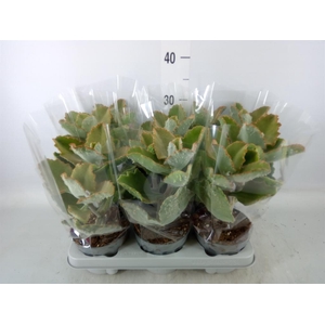 Kalanchoe NF beharensis