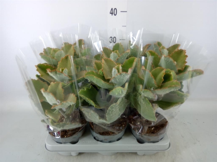 <h4>Kalanchoe NF beharensis</h4>