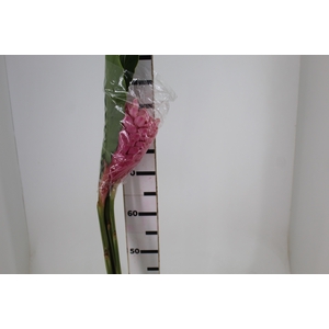 ALPINIA PURPURATA ROSA