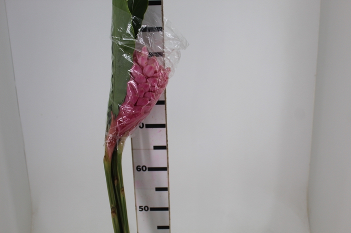 <h4>ALPINIA PURPURATA ROSA</h4>