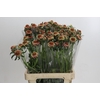 Scabiosa Focal Popsicle