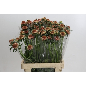 Scabiosa Focal Popsicle