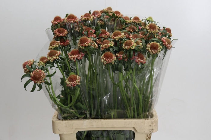 <h4>Scabiosa Focal Popsicle</h4>