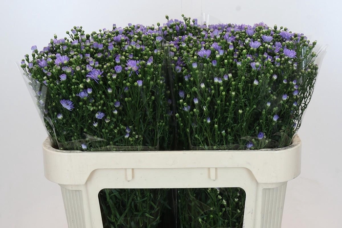 <h4>Aster Cassandra</h4>