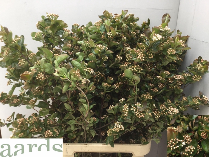 <h4>ARONIA MELANOCAR BLD</h4>