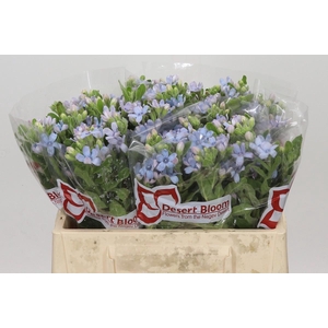 Oxypetalum Tweedia Blue