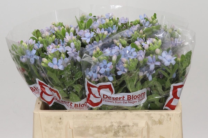 <h4>Oxypetalum Tweedia Blue</h4>