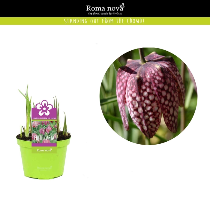 <h4>Fritillaria melea</h4>