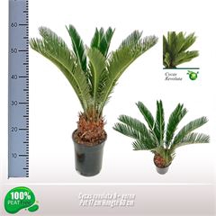 <h4>Cycas revoluta</h4>