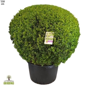 Buxus sempervirens Bol 95