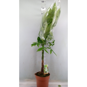 Pachira aquatica