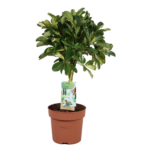 <h4>Schefflera Gold Capella - gevlochten stam</h4>