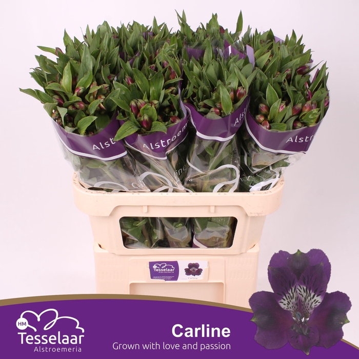 <h4>Alstroemeria Carline</h4>