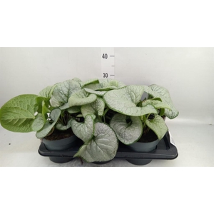 Brunnera macrophylla   ...