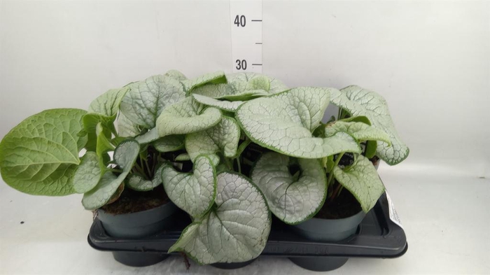 <h4>Brunnera macrophylla   ...</h4>
