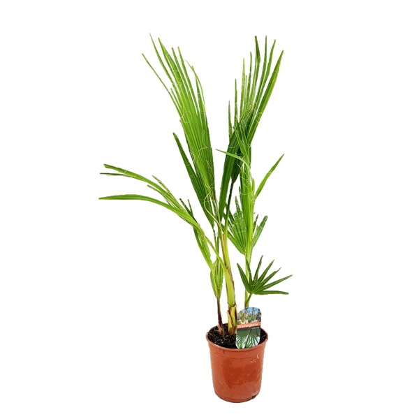 <h4>Washingtonia robusta</h4>