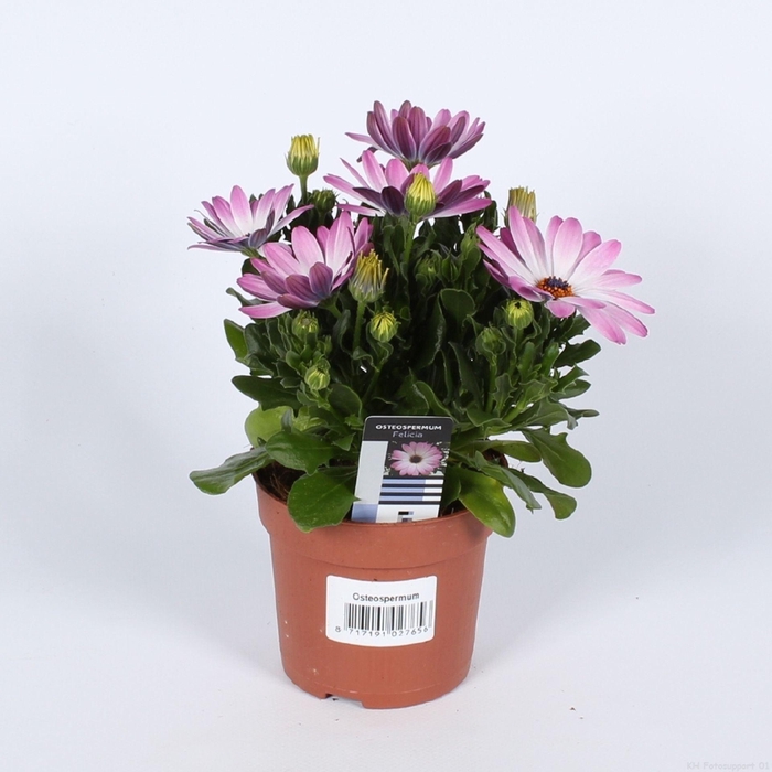<h4>Osteospermum Dalina Felicia</h4>