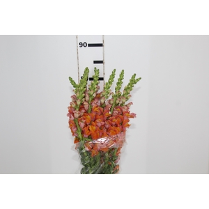 BOCA DE LEAO LARANJA 070 CM