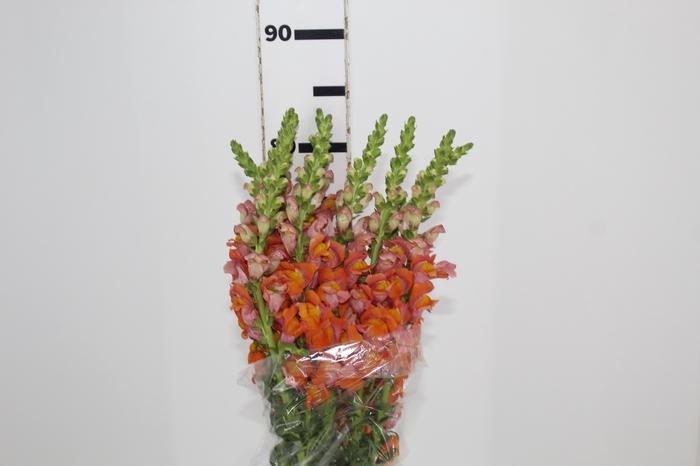 <h4>BOCA DE LEAO LARANJA 070 CM</h4>