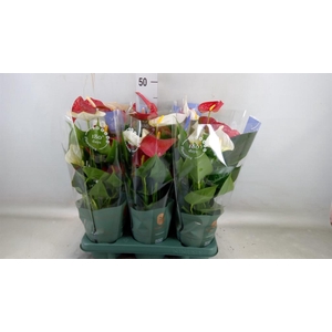 Anthurium   ...mix