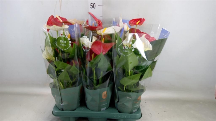 <h4>Anthurium   ...mix</h4>