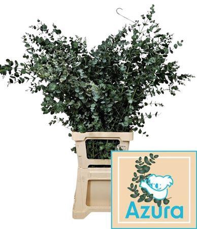 <h4>Euc Gu Azura</h4>