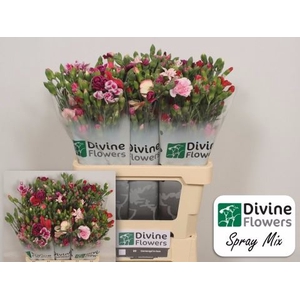 Dianthus TR   ...mix /bos