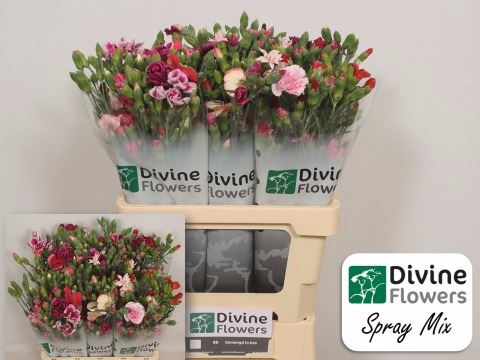 <h4>Dianthus TR   ...mix /bos</h4>