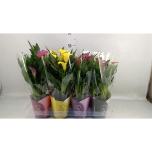 Zantedeschia   ...mix