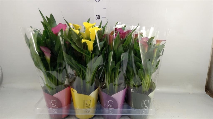 <h4>Zantedeschia ...mix</h4>