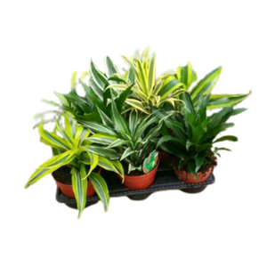 Dracaena overig
