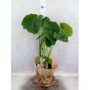 Colocasia esculenta